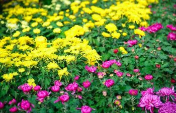 2021杭州植物园菊花展（门票攻略）